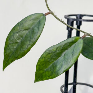Hoya AH 'April' - potaknjenec