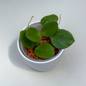 Hoya biakensis ALS2 - ukoreninjena
