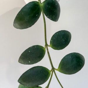 Hoya incurvula - potaknjenec