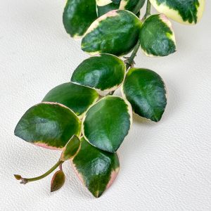 Hoya incurvula 'Palta' - cutting