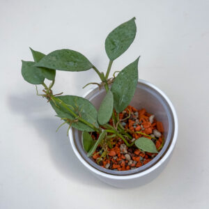 Hoya lacunosa 'Mint' - ukoreninjena