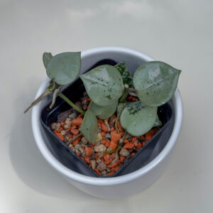 Hoya lacunosa (splash) - ukoreninjena