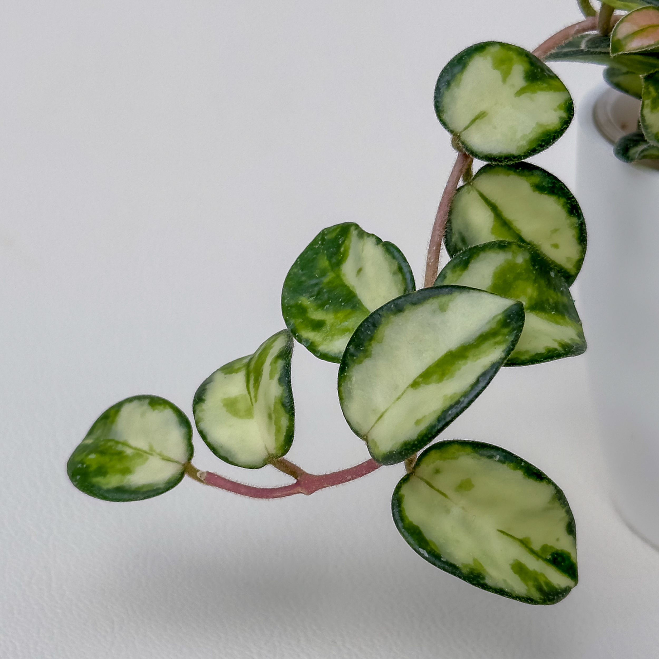 Hoya 'Mathilde' variegata - potaknjenec