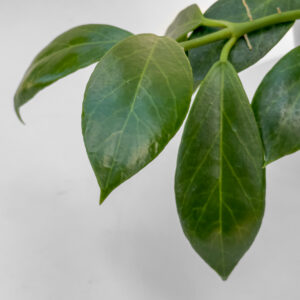 Hoya obscura - potaknjenec