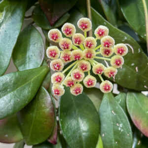 Hoya sipitangensis - potaknjenec