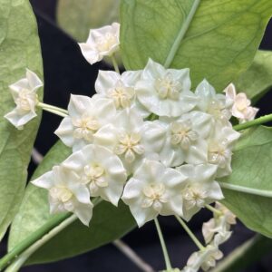 Hoya narcissiflora Hoya narcissiflora