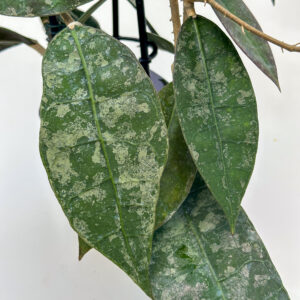 Hoya aff. lambii (splash, dark flower) - potaknjenec