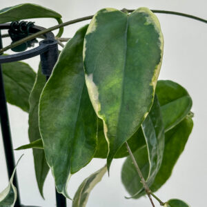 Hoya kenejiana (variegated margins) - potaknjenec
