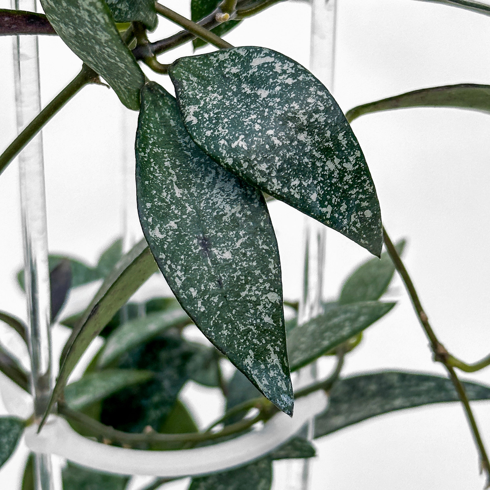 hoya parviflora splash 1 Hoya parviflora (splash) - potaknjenec - slika 2