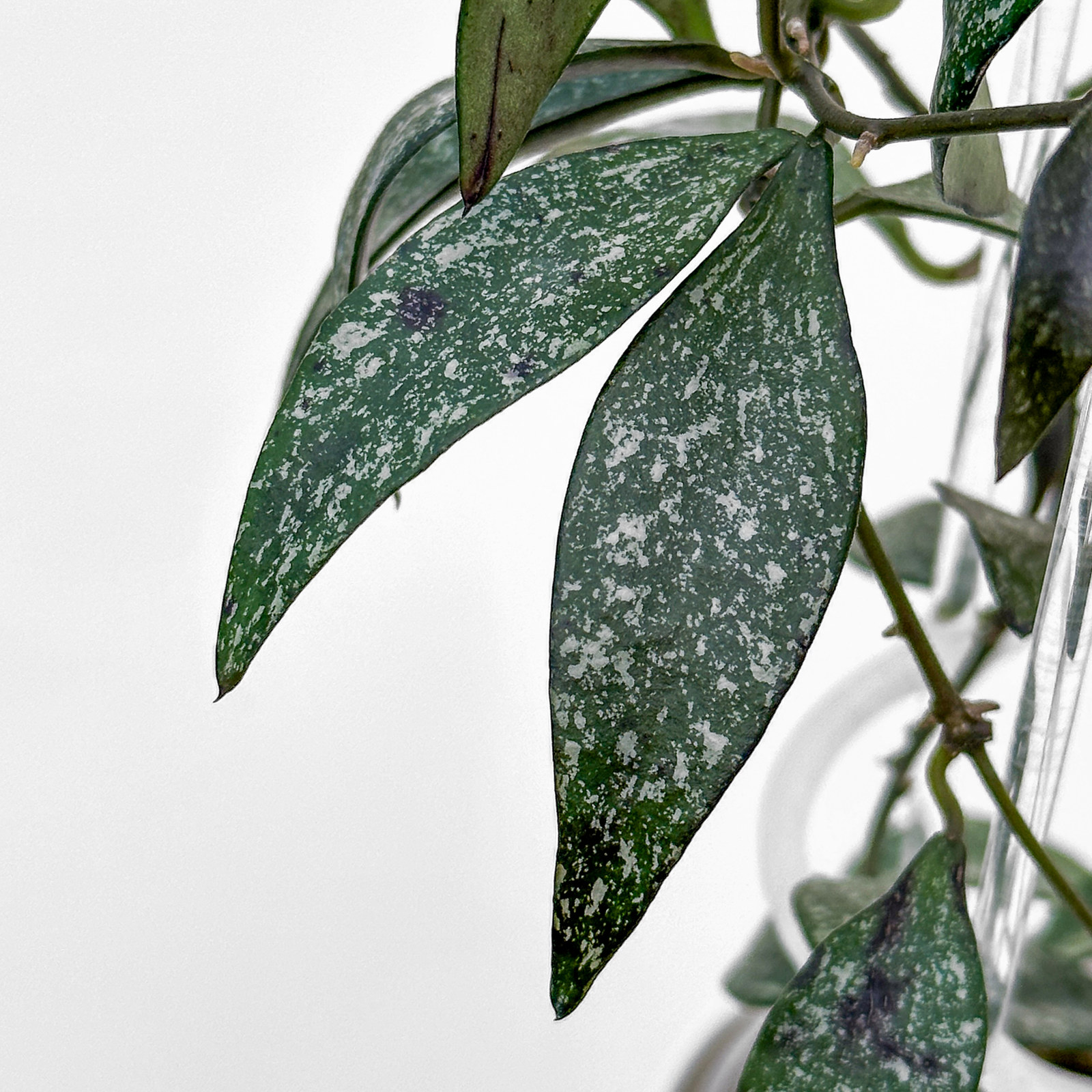 hoya parviflora splash 2 Hoya parviflora (splash) - potaknjenec