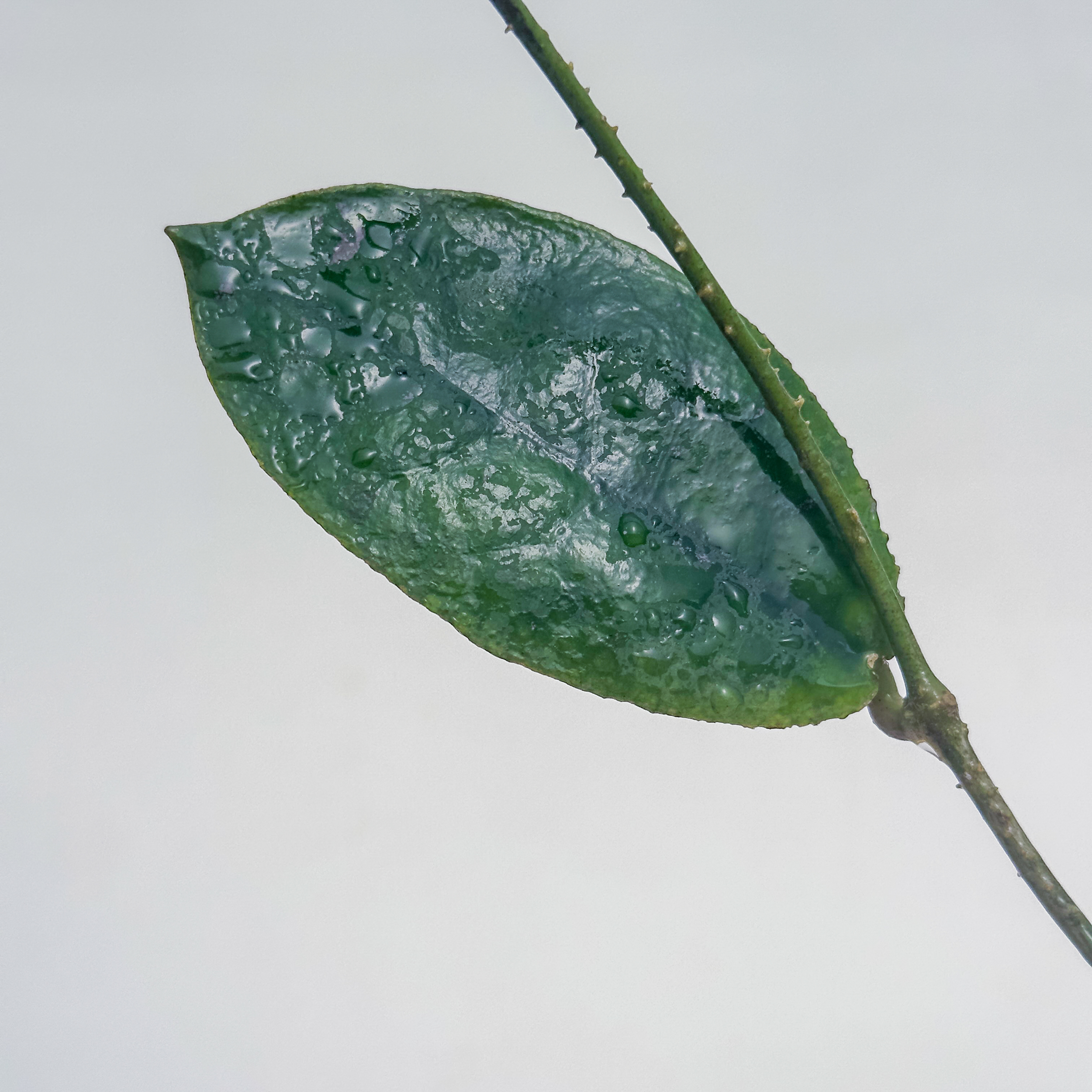 hoya undulata round 1 Hoya undulata (round leaves) - potaknjenec - slika 2
