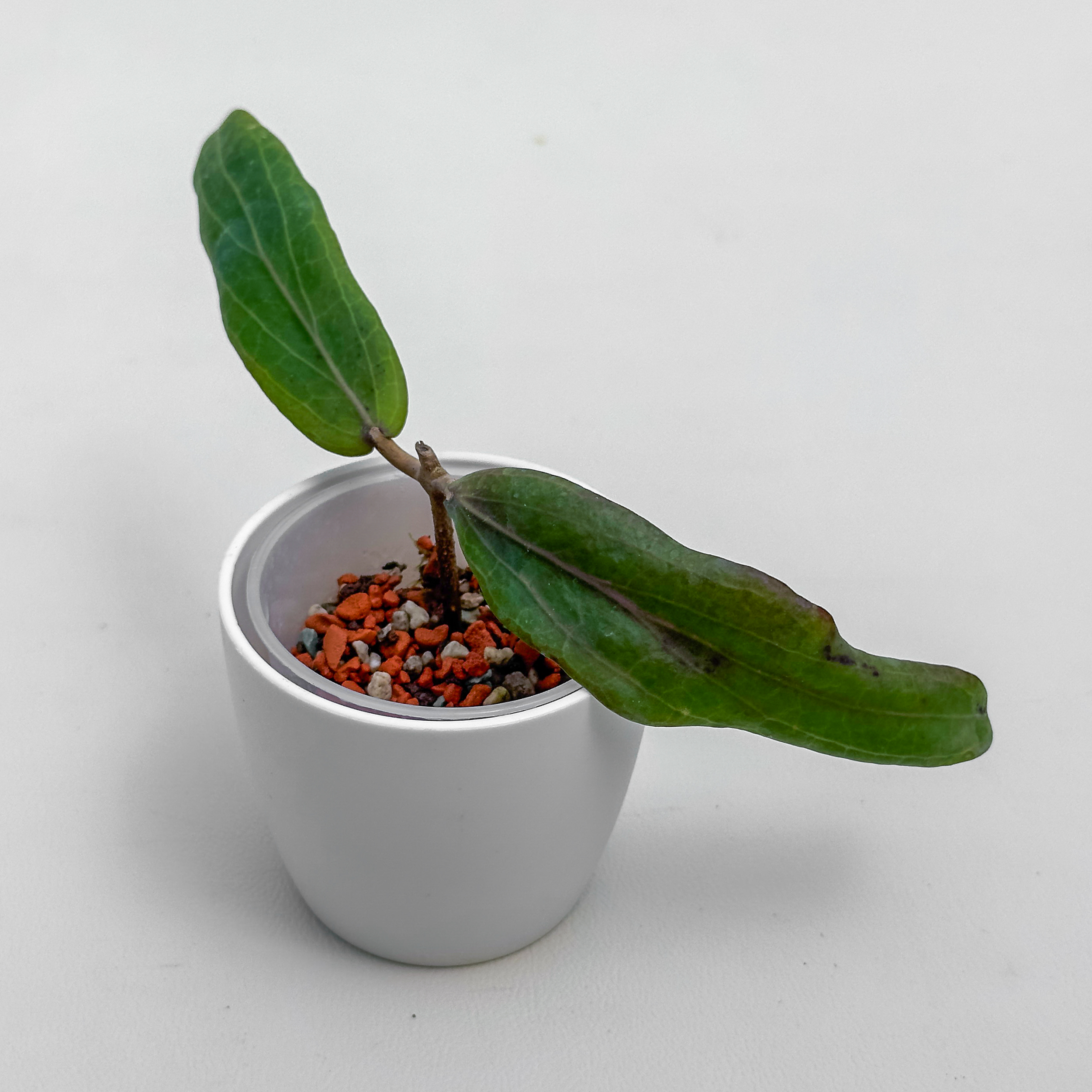 hoya valmayoriana Hoya valmayoriana - ukoreninjena