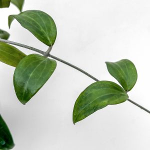 Hoya aff. merrillii - potaknjenec