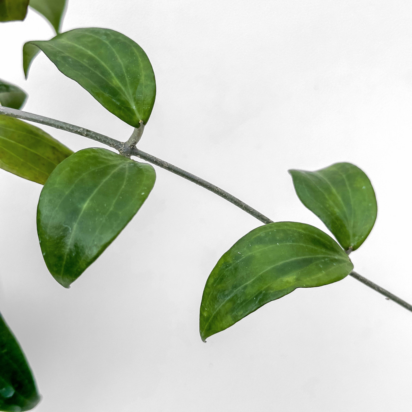 hoya aff merrillii Hoya aff. merrillii - potaknjenec