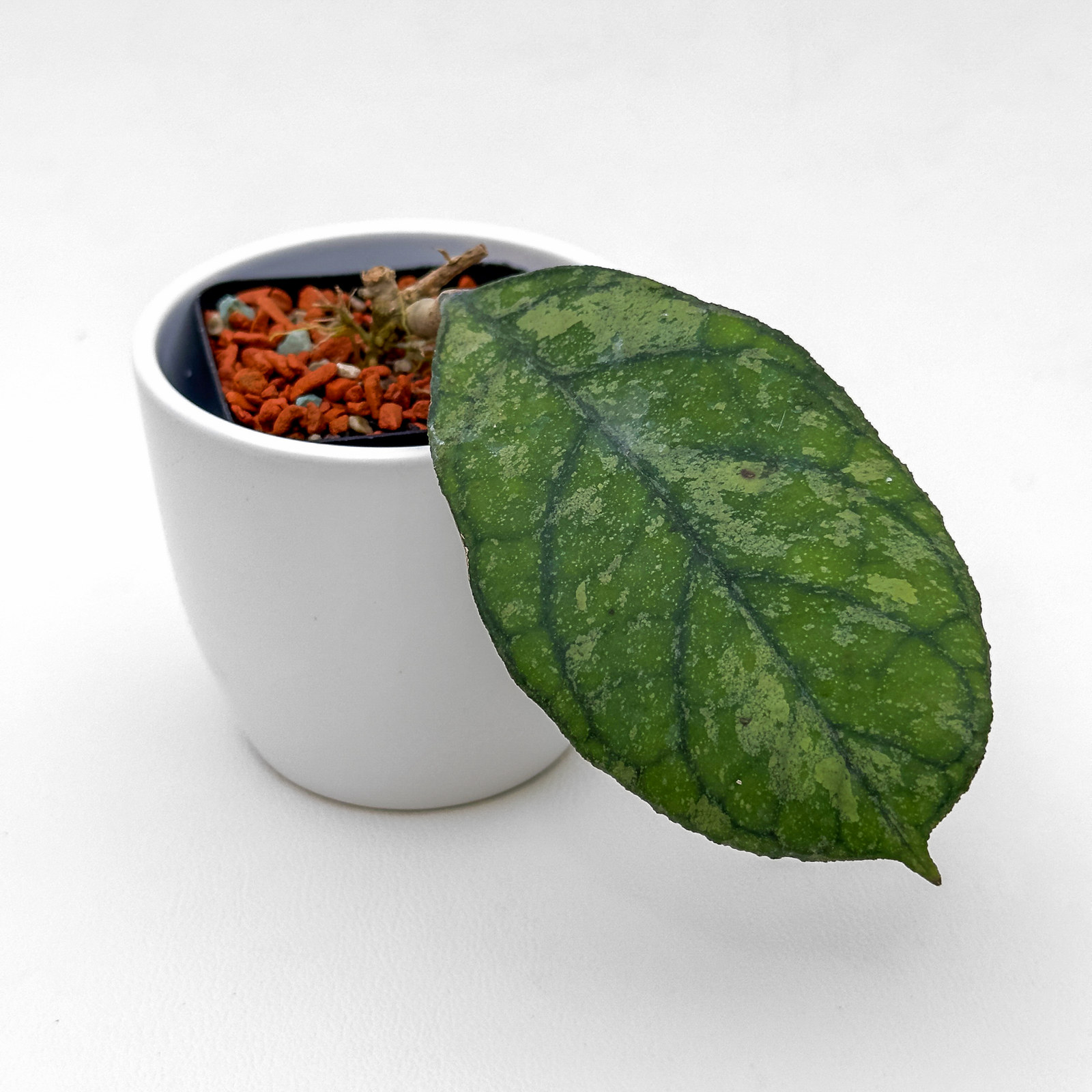 hoya ah0001 Hoya AH0001 - ukoreninjena