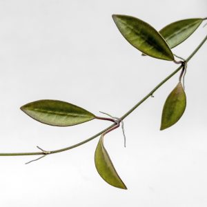 Hoya anncajanoae - potaknjenec