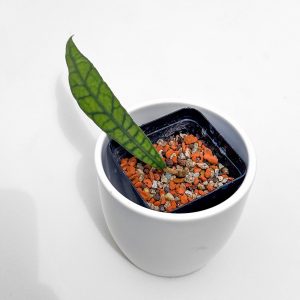 Hoya callistophylla 'Fortunest' (narrow leaf) B - ukoreninjena