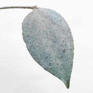 Hoya caudata 'Argene' - potaknjenec