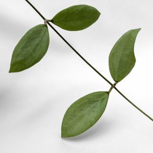 Hoya erythrostemma (silver) - potaknjenec