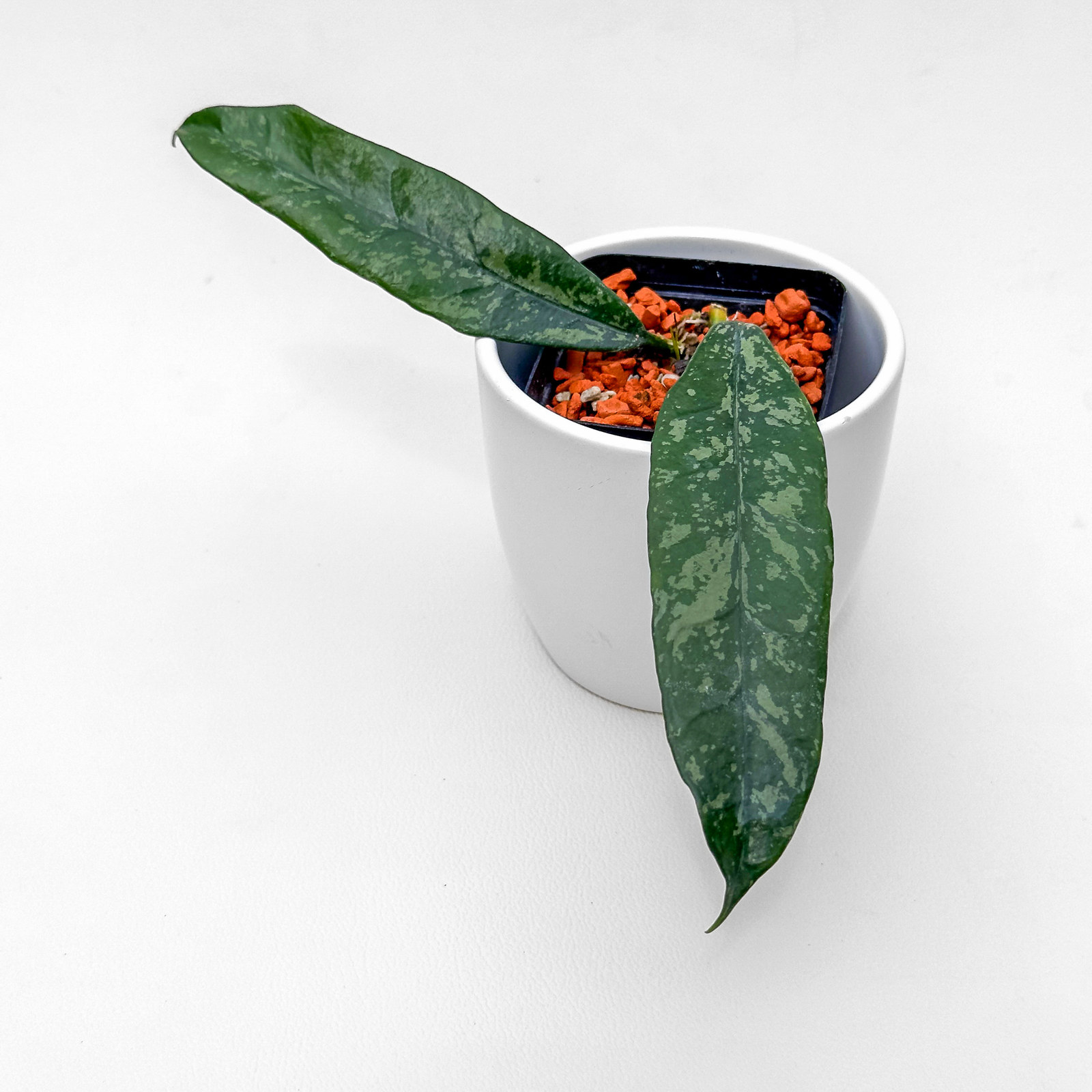 hoya griffithii Hoya griffithii - ukoreninjena
