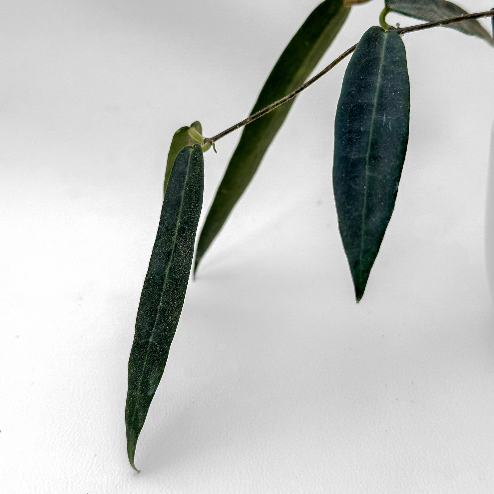 hoya hypolasia Hoya hypolasia - potaknjenec