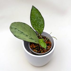 Hoya icensis (splash) - ukoreninjena