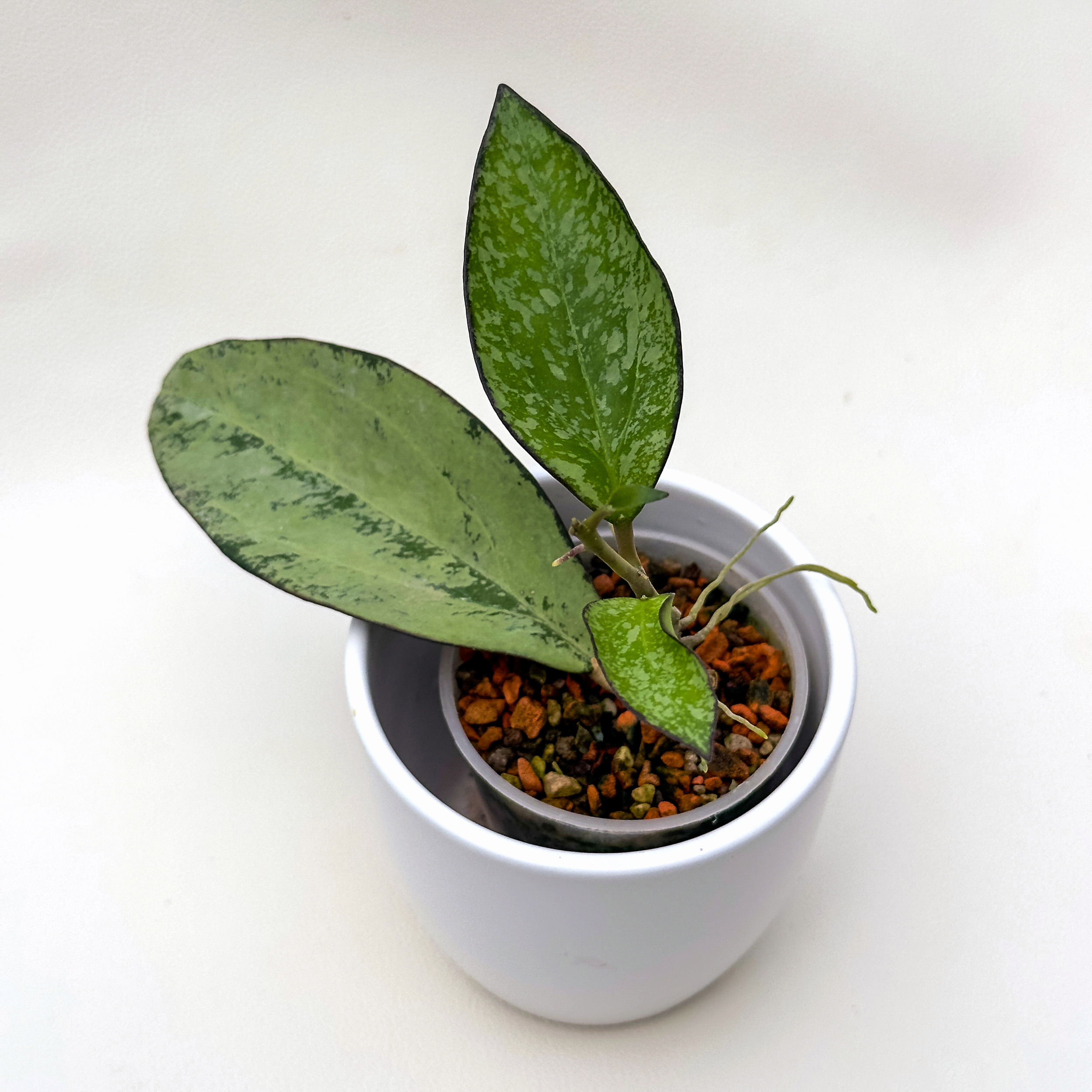 hoya icensis silver Hoya icensis (splash) - ukoreninjena