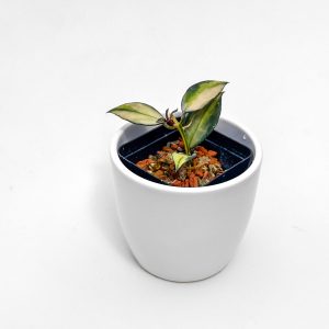 Hoya lacunosa 'Souma' - ukoreninjena