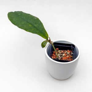 Hoya mitrata (big leaves) - ukoreninjena