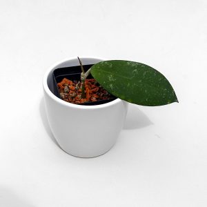 Hoya polypus - ukoreninjena