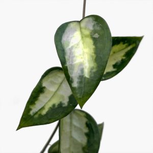 Hoya sp. Panglai West Java (variegated) - potaknjenec