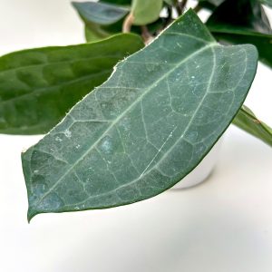 Hoya sp. Sulawesi GPS-8867 - potaknjenec (poškodovan list)