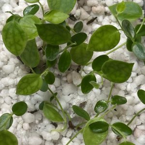 Hoya piestolepis NS11-092 x unknown - seedling