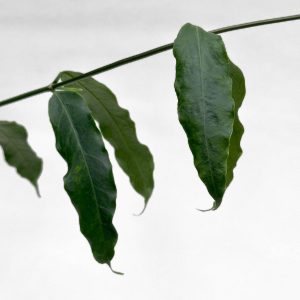 Hoya amrita - potaknjenec