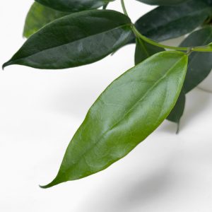 Hoya buotii - potaknjenec