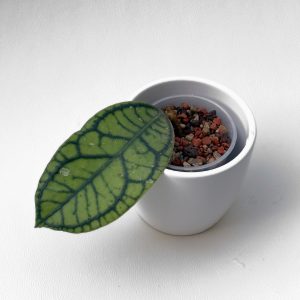 Hoya callistophylla 'Vena' - ukoreninjena