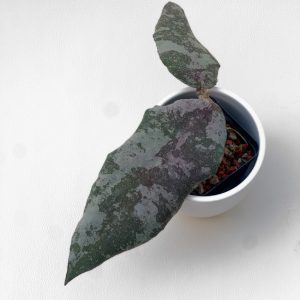 Hoya caudata (Gold) - ukoreninjena - rastlina A
