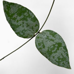 Hoya caudata (silver) - potaknjenec
