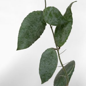 Hoya caudata 'Silver Dust' - potaknjenec