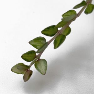Hoya chinghungensis (variegated) - potaknjenec