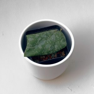 Hoya cinnamomifolia x imbricata - ukoreninjena
