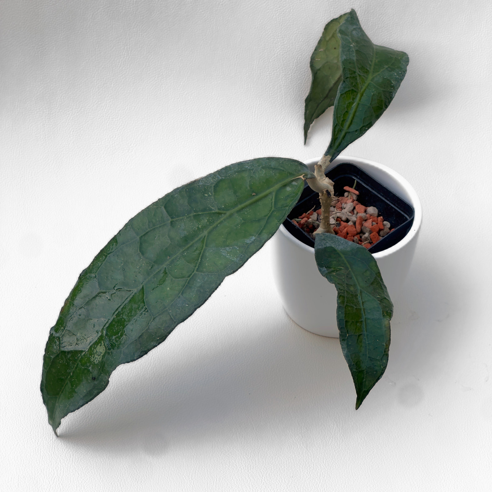 hoya clemensiorum Hoya clemensiorum - ukoreninjena