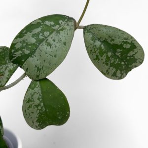 hoya deykeae morning dew1 Hoya deykeae 'Morning Dew' - potaknjenec