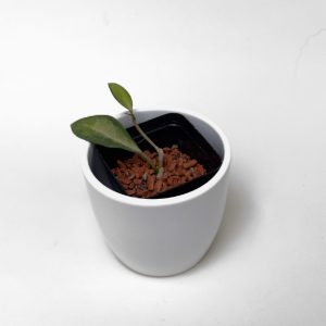 Hoya elliptica (variegated) - ukoreninjena