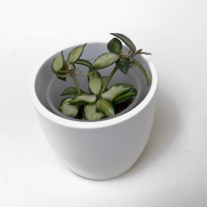 Hoya lacunosa 'Bruno Tricolor' - ukoreninjena