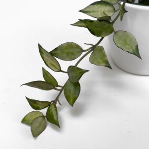 Hoya lacunosa 'Ilumi' - potaknjenec