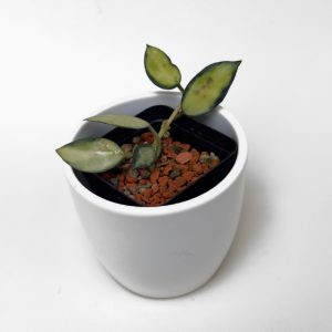 Hoya lacunosa 'Midori' - ukoreninjena A