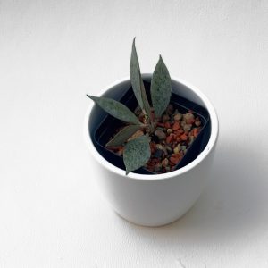 Hoya lacunosa 'Silver Lem' - ukoreninjena