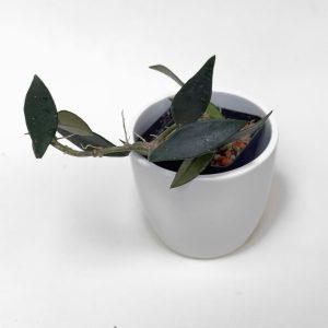 Hoya mirabilis (Clone B) - ukoreninjena