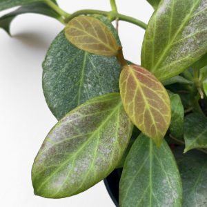 Hoya obscura 'Silver' - potaknjenec